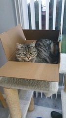 Is anyone else’s cat as neglected as mine?