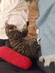 Resident cat showing aggression to a new kitten..