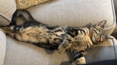 Have you ever seen a cosier cat?