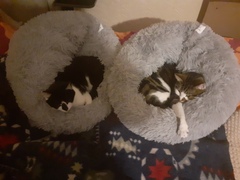 Do your cats have a cat bed?