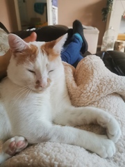 New rescue cat