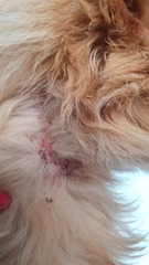 Cat scabs around neck