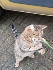 Thug cat part 3.  Unbidden guests are often welcomest when they are gone.