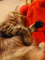 Have you ever seen a cosier cat?