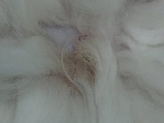 What is this bald spot?