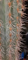Cactus questions.