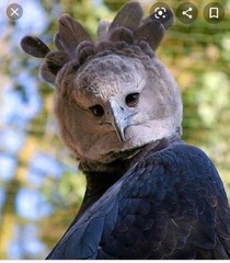 I think this is the most disturbing bird ever