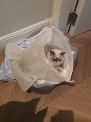 A strange cat has just climbed into my bedroom