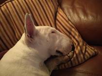 Dog on sofa - yes or no vote