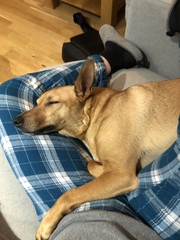 aibu to not understand why dog owners let their dogs sleep with them in bed?