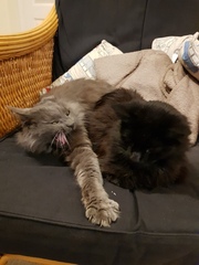 What's your DCat up to today? (Thread 8)