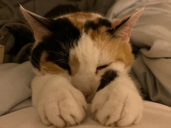 Have you ever seen a cosier cat?