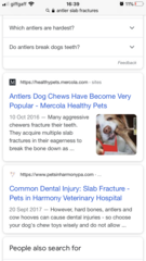 Good dental chew?