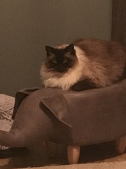 What's your DCat up to today? (Thread 8)
