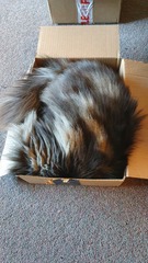 Do your cats have a cat bed?
