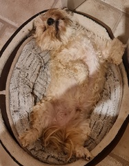 Can anyone recommend a dog breed?