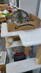 Do your cats have a cat bed?