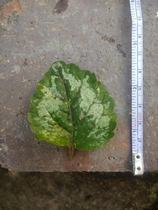 Can I have a plant ID, please.