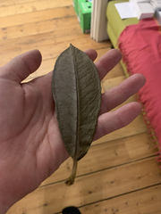 Plant ID please (with a difference!)