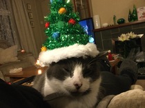 Xmas photo time