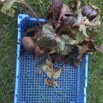 Allotment/Veg Patch Thread 16  Weather weirdness prevails !