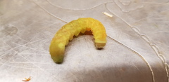 What is this Caterpillar?