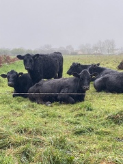 Real Housewives of Jersey....anyone watching?