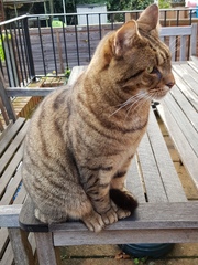 Thug cat part 3.  Unbidden guests are often welcomest when they are gone.