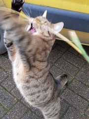 Thug cat part 3.  Unbidden guests are often welcomest when they are gone.