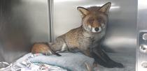 AIBU to ask a stupid question about this fox cub?