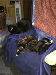 How it started vs How it's going - the kitten to cat version
