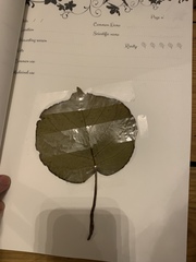 Plant ID please (with a difference!)