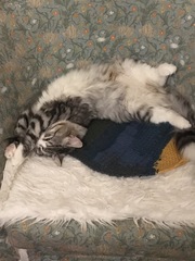 Breeds similar to Siamese (but not as needy!)