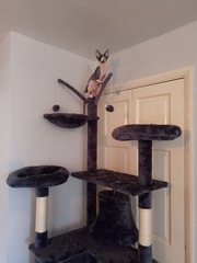 Show me your cat tree please!