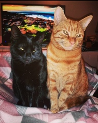 How it started vs How it's going - the kitten to cat version