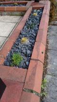 Planting ideas for troughs