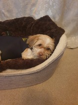 Very worried about dog who seems to have fallen ill rapidly.