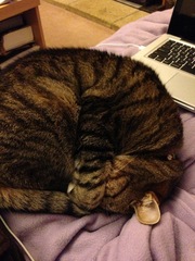 Have you ever seen a cosier cat?