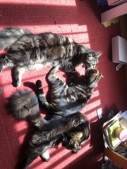 To ask why people think you should have two cats together...
