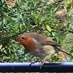 I was followed on my walk today
