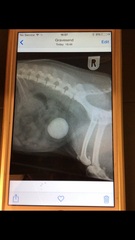 Advice please re vomiting dog