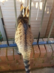 Thug cat part 3.  Unbidden guests are often welcomest when they are gone.