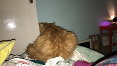 Cat chat thread we've lost count