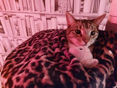 Have you ever seen a cosier cat?