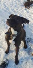 My dog is the best dog