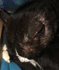 What to do with poor battered stray cat friend