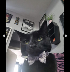 Anyone in the Tufnell Park/ Kentish Town area?