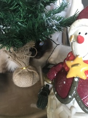 What's your DCat up to today? (Thread 8)