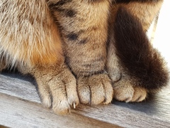 Thug cat part 3.  Unbidden guests are often welcomest when they are gone.