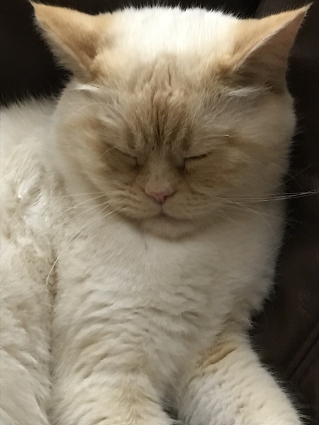 Gratuitous cat pictures please